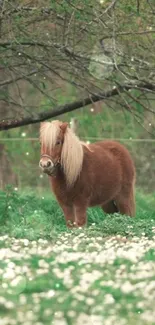 Miniature horse surrounded by green field and white flowers.