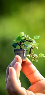 Hand holding a tiny potted plant with green background.