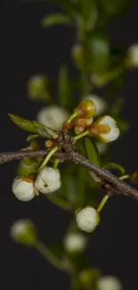 Dark olive green branches with white blossoms in minimal floral design.