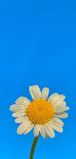 A single daisy on a vibrant blue background for mobile wallpaper.