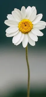 Minimalistic daisy flower on a blurred background mobile wallpaper.