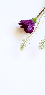 Minimalist wallpaper with a single purple flower on white background.