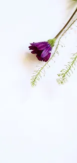 Minimalist wallpaper with a purple flower on white background.