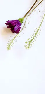 Minimalist purple floral wallpaper with white background.