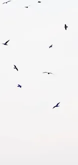 Minimalist wallpaper with birds flying in a clear sky.