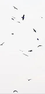 Minimalist wallpaper with birds flying on a white background.