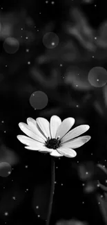 Black and white image of a single daisy flower.