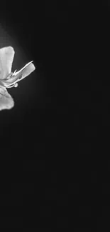 Minimalist black-and-white wallpaper with a flower.