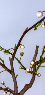 Minimalist branches with white blossoms and green leaves on blue background.