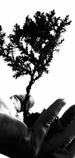 A black and white bonsai tree in a hand for wallpaper.