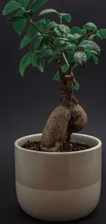 Minimalist bonsai tree in a white pot on a dark background.