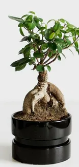 Minimalist bonsai tree in a black pot with green leaves.