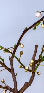 Minimalist cherry blossom branch on a light blue background.