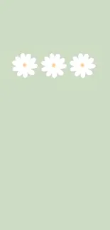 Minimalist wallpaper with daisies on pale green background.