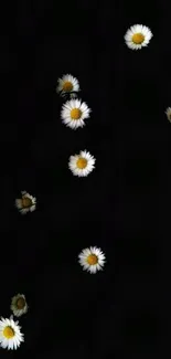 Minimalist dark wallpaper with white daisies on black background.