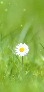 Minimalist wallpaper featuring a single daisy on a green field background.