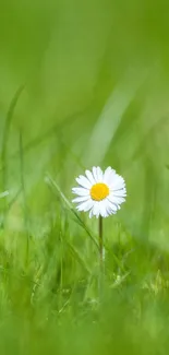 Minimalist mobile wallpaper with a daisy in green grass.