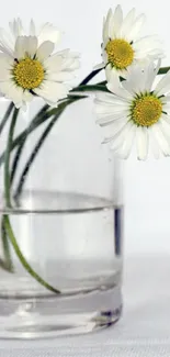 White daisies in a clear glass vase on a minimal background.