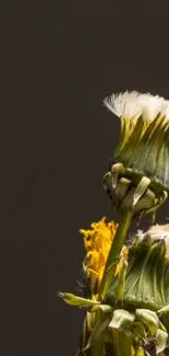 Dandelion bud with dark background wallpaper.