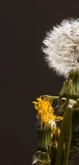 Close-up of dandelion seeds with a dark background on mobile wallpaper.