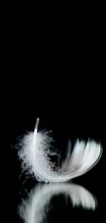 White feather on a black background, minimalist wallpaper design.