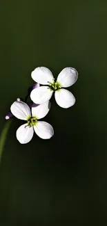 Delicate white blossoms on a dark green background, minimalist design.