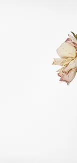 Minimalist wallpaper featuring delicate dried roses on a white background.