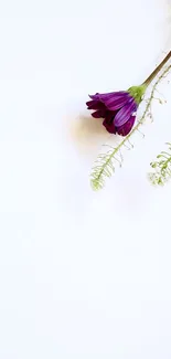 Minimalist wallpaper with a purple flower on a white background.