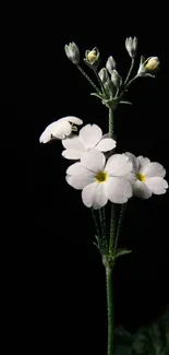 Minimalist wallpaper with white flowers on a dark background.