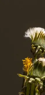 Close-up of dandelion buds on dark background wallpaper.