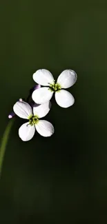 Elegant white flowers with dark green background, minimalist and serene.