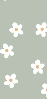 Sage green wallpaper with white daisies