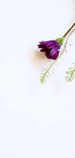 Minimalist wallpaper with a purple flower on a white background.
