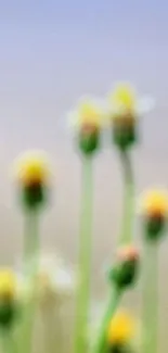 Minimalist floral wallpaper with wildflowers and blurred background.