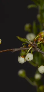 Minimalist wallpaper with white blossoms on dark gray background.