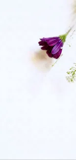 Minimalist wallpaper with a purple flower on white background.