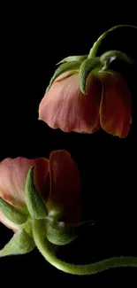 Minimalist floral phone wallpaper with pink blossoms on a black background.