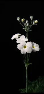 Minimalist wallpaper with delicate white flowers on a black background.