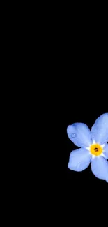 Minimalist wallpaper with blue flower on black background.