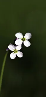 Minimalist wallpaper with a white flower on a dark green background.