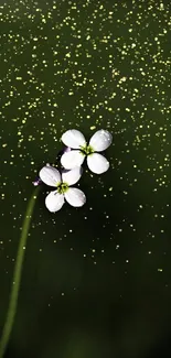 Minimalist white flower on dark green background.