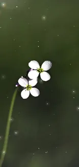 Minimalist wallpaper of a white flower against dark green background.