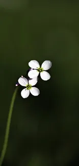 Delicate white flowers with dark green background.