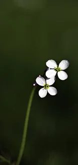 Minimalist white flower on dark green background.