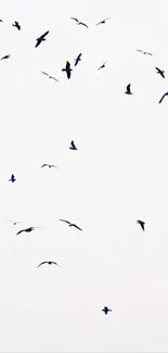 Birds flying freely in a bright sky.