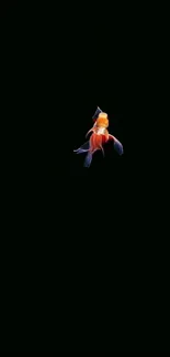 Minimalist goldfish on black background wallpaper.