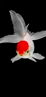 Minimalist goldfish with red cap on black background for mobile wallpaper.