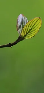 Close-up of a minimalist green leaf on a stem, set against a blurred background.