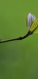 Minimalist green leaf on a stem against a lush green background.