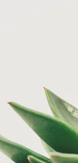 Minimalist green succulent against white background.